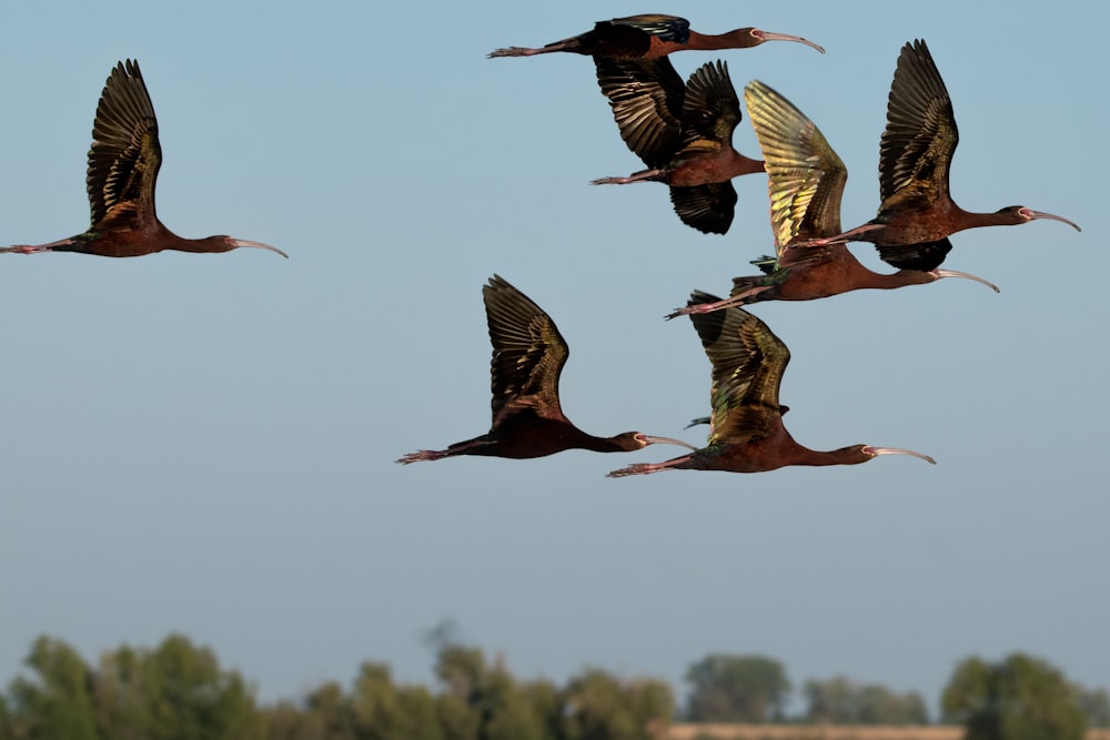 a flock of birds flying through a blue sky