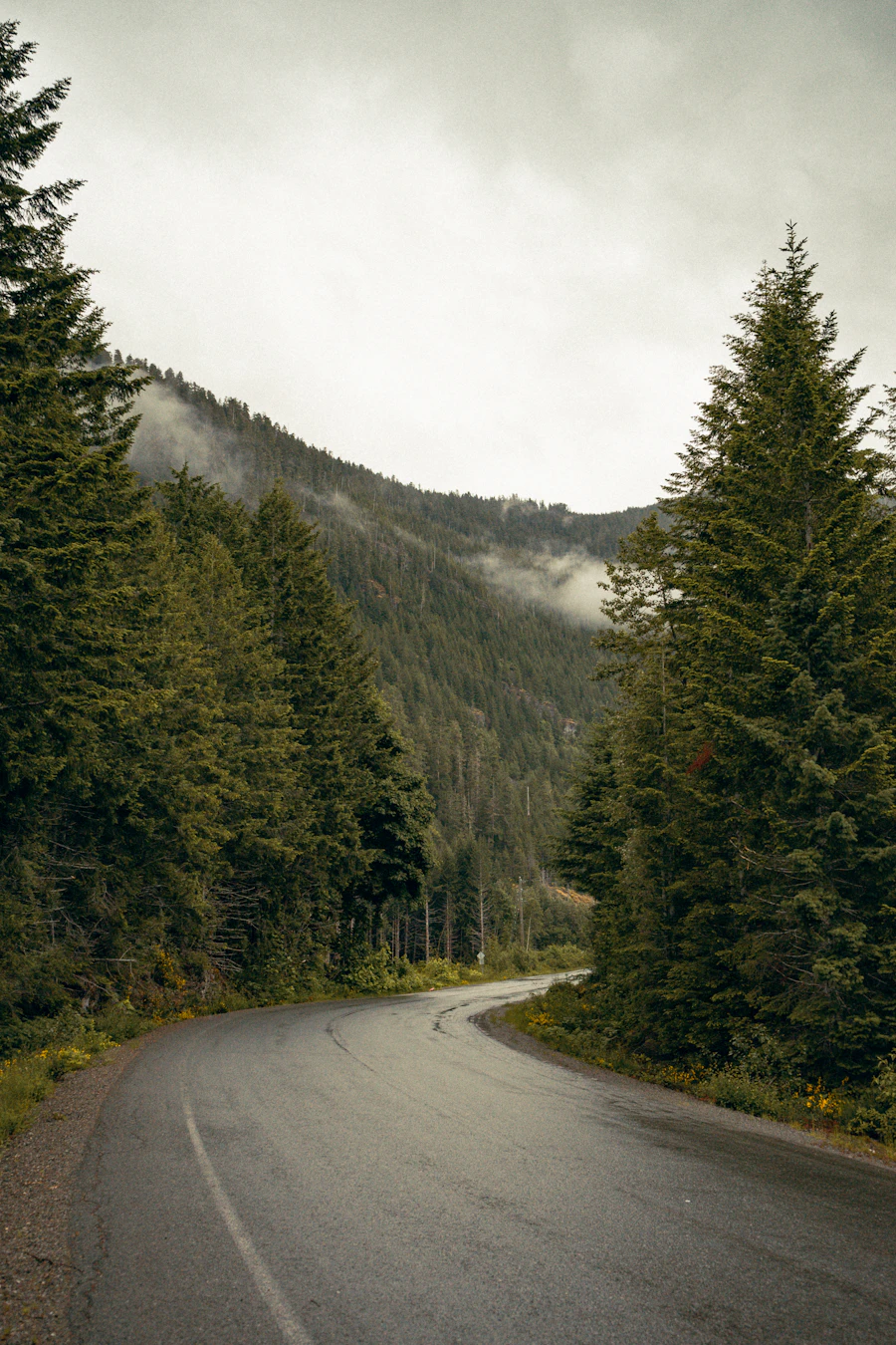 A wet two-lane road curving through tall evergreens