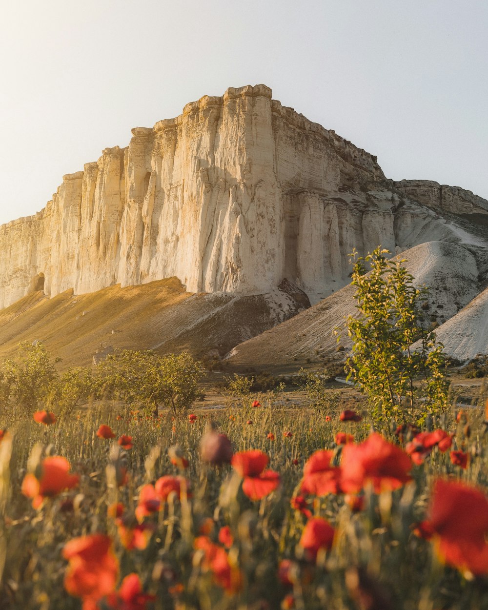 a field of red flowers with a mountain in the background