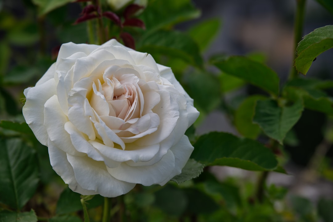 white rose in bloom during daytime