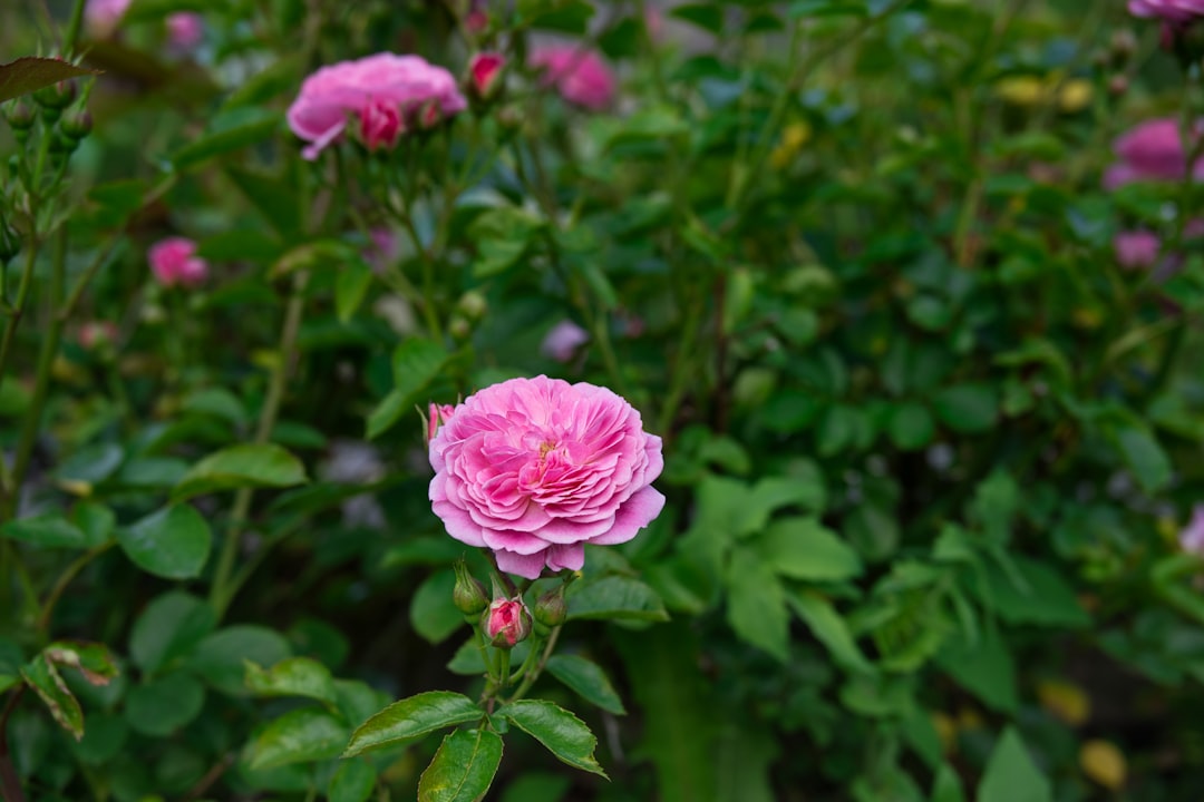 pink flower in tilt shift lens