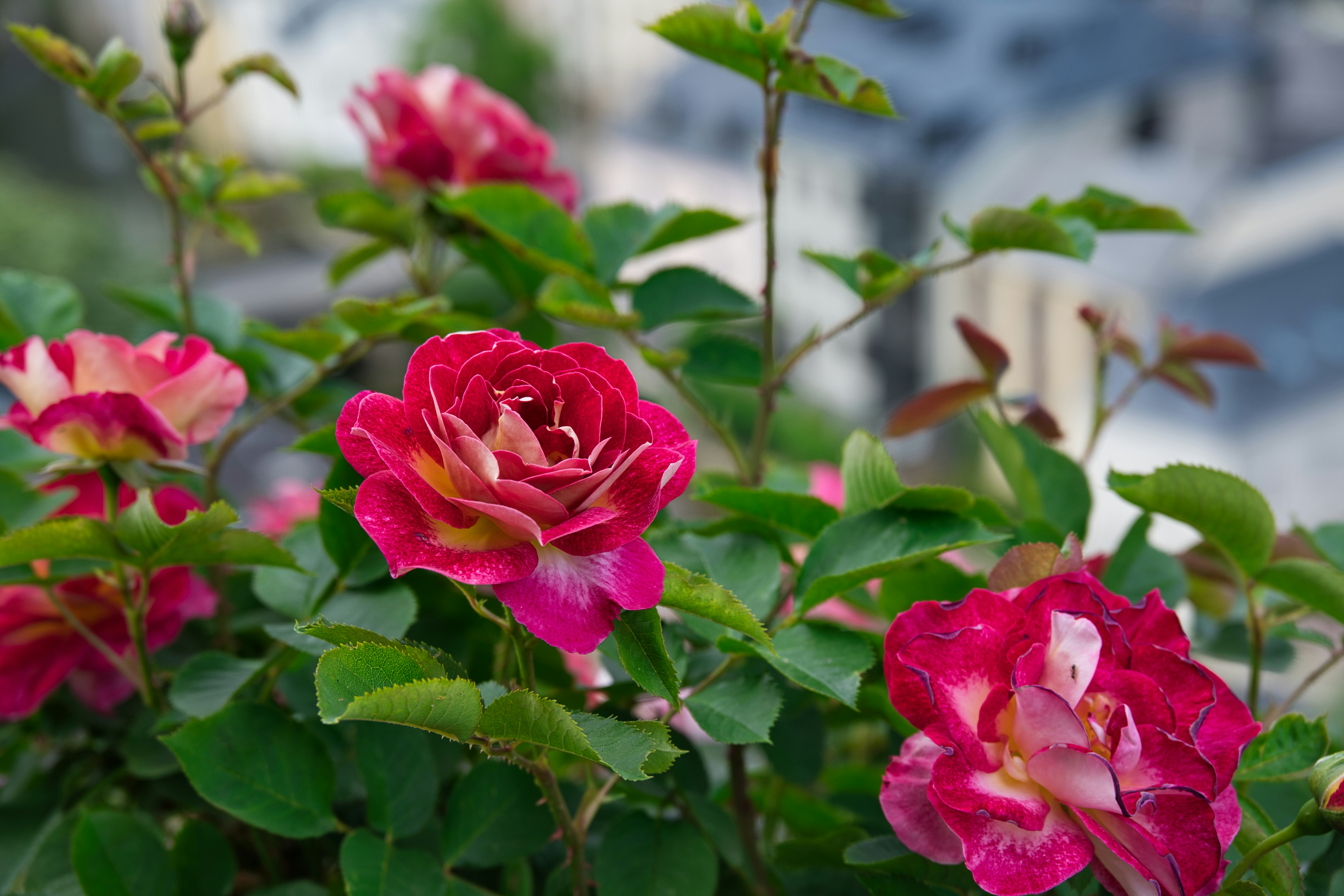 Photo by gabor_koszegi