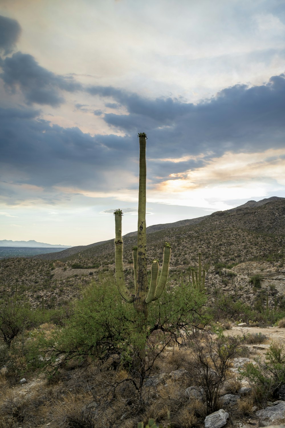 a large cactus in the middle of a desert