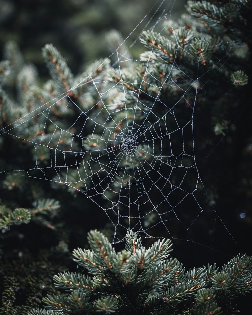 spider web on green plant