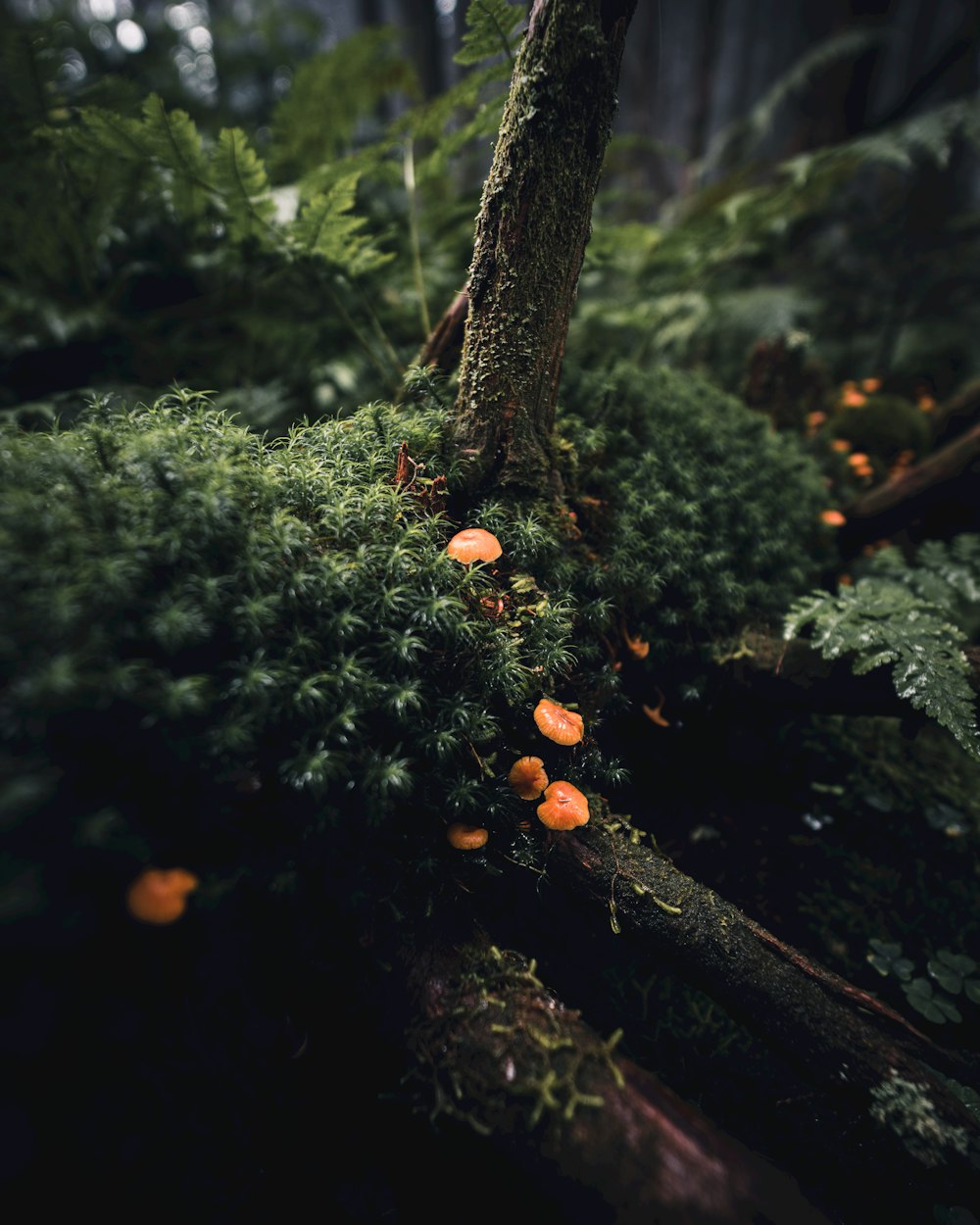 orange round fruits on brown tree trunk