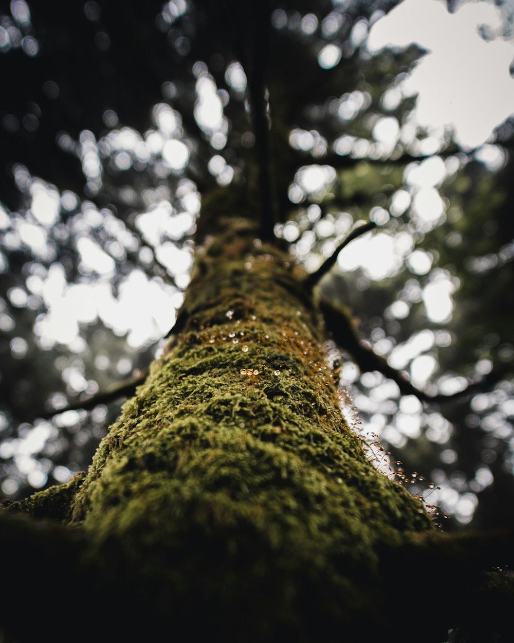 brown tree trunk in close up photography