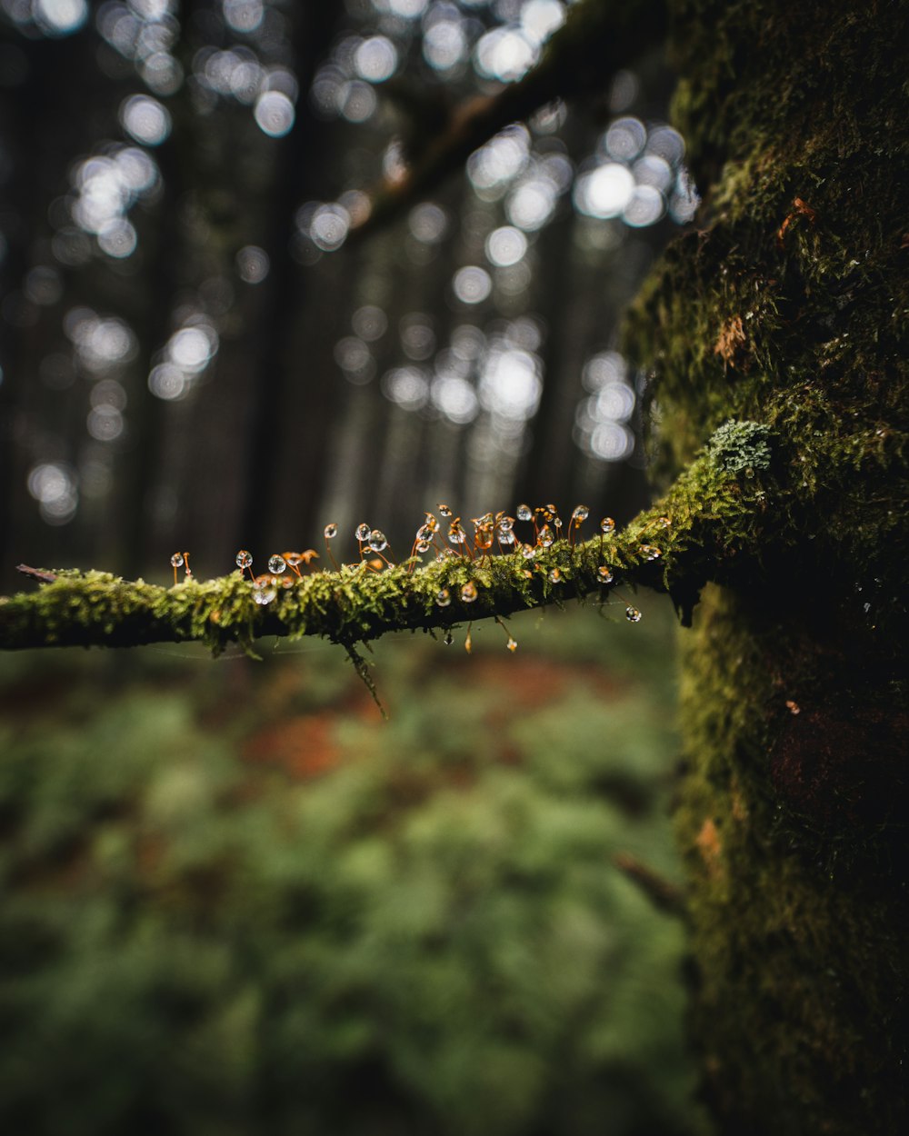 brown and green tree trunk