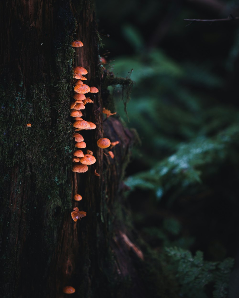 brown and white mushroom on brown tree trunk