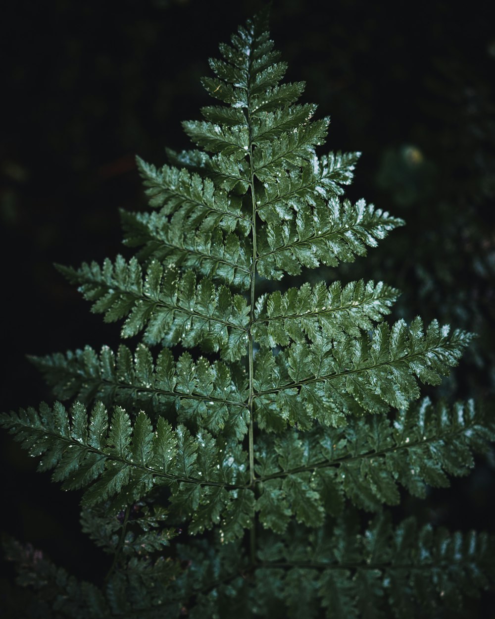 green leaf plant in close up photography