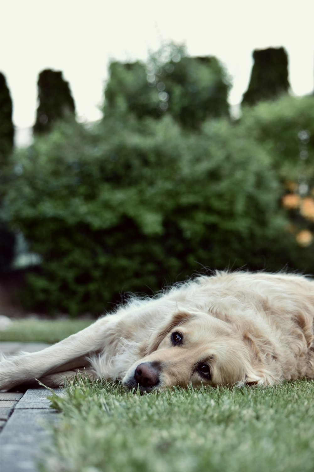 golden retriever lying on green grass during daytime