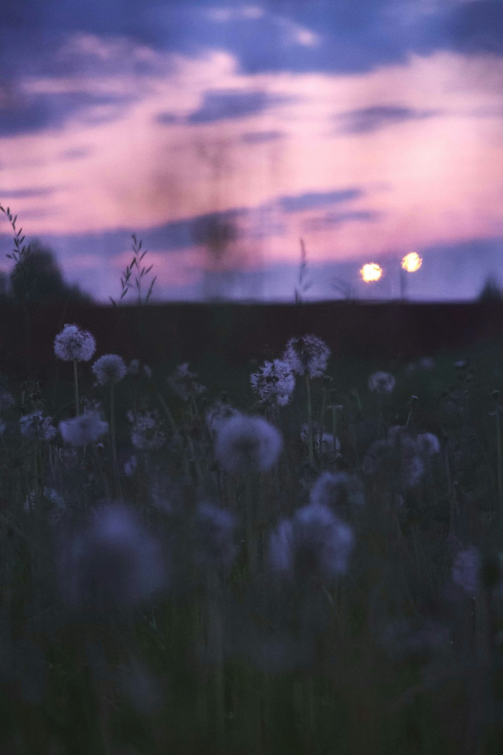 white flowers under orange sky during sunset