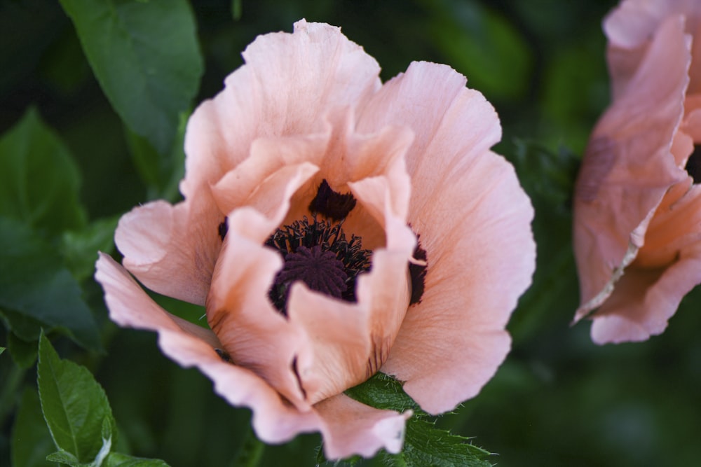 pink flower in tilt shift lens