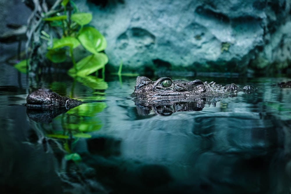 black crocodile on body of water
