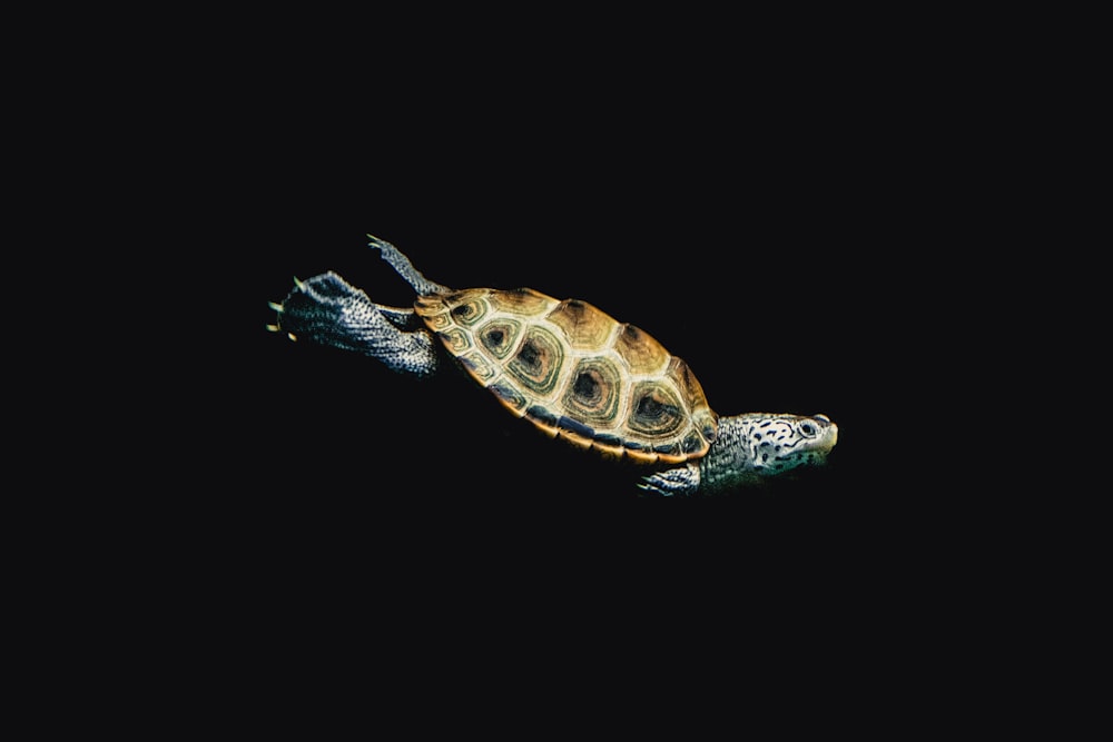 brown and black turtle in water