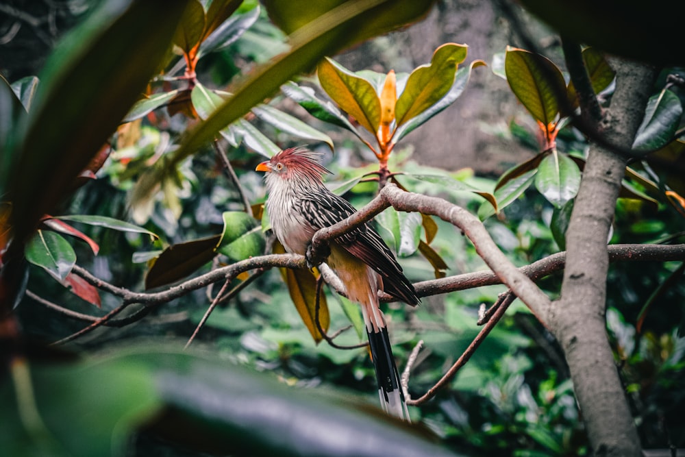 brown and white bird on tree branch during daytime