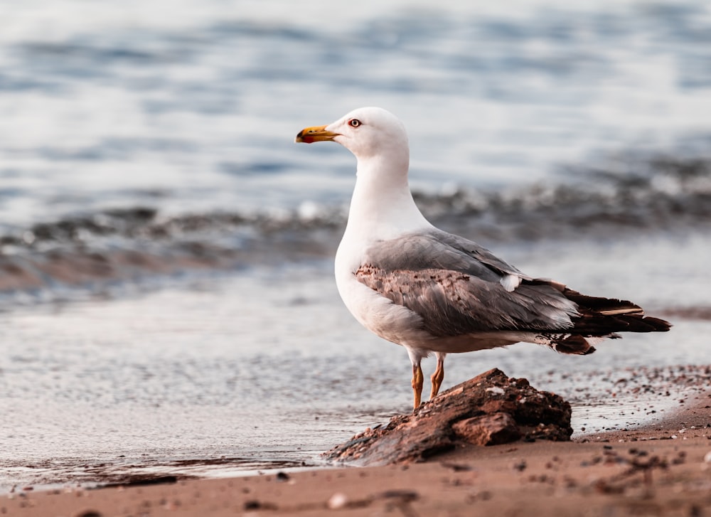 a seagull standing on a rock on the beach