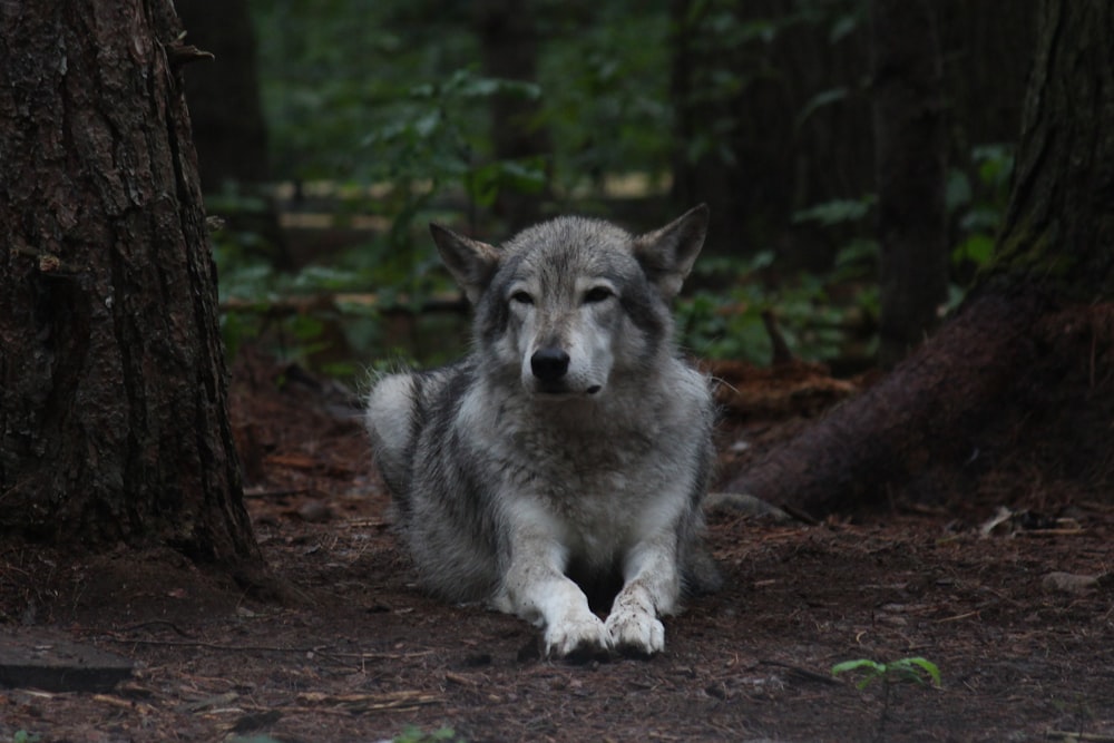 white and gray wolf lying on ground