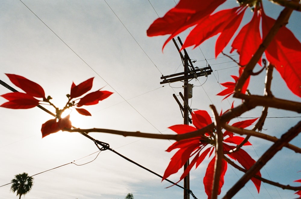 red leaves under blue sky during daytime