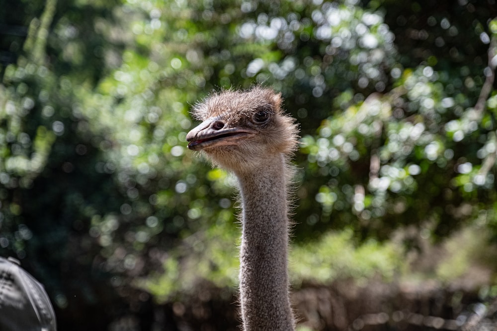 brown ostrich in tilt shift lens