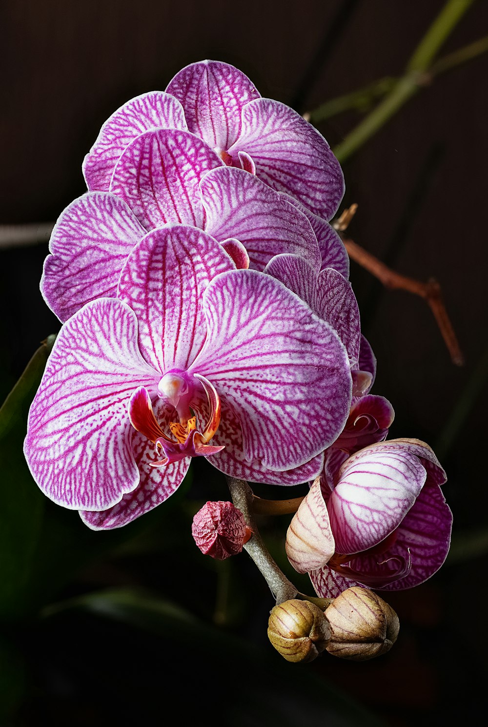 purple and white moth orchids in close up photography