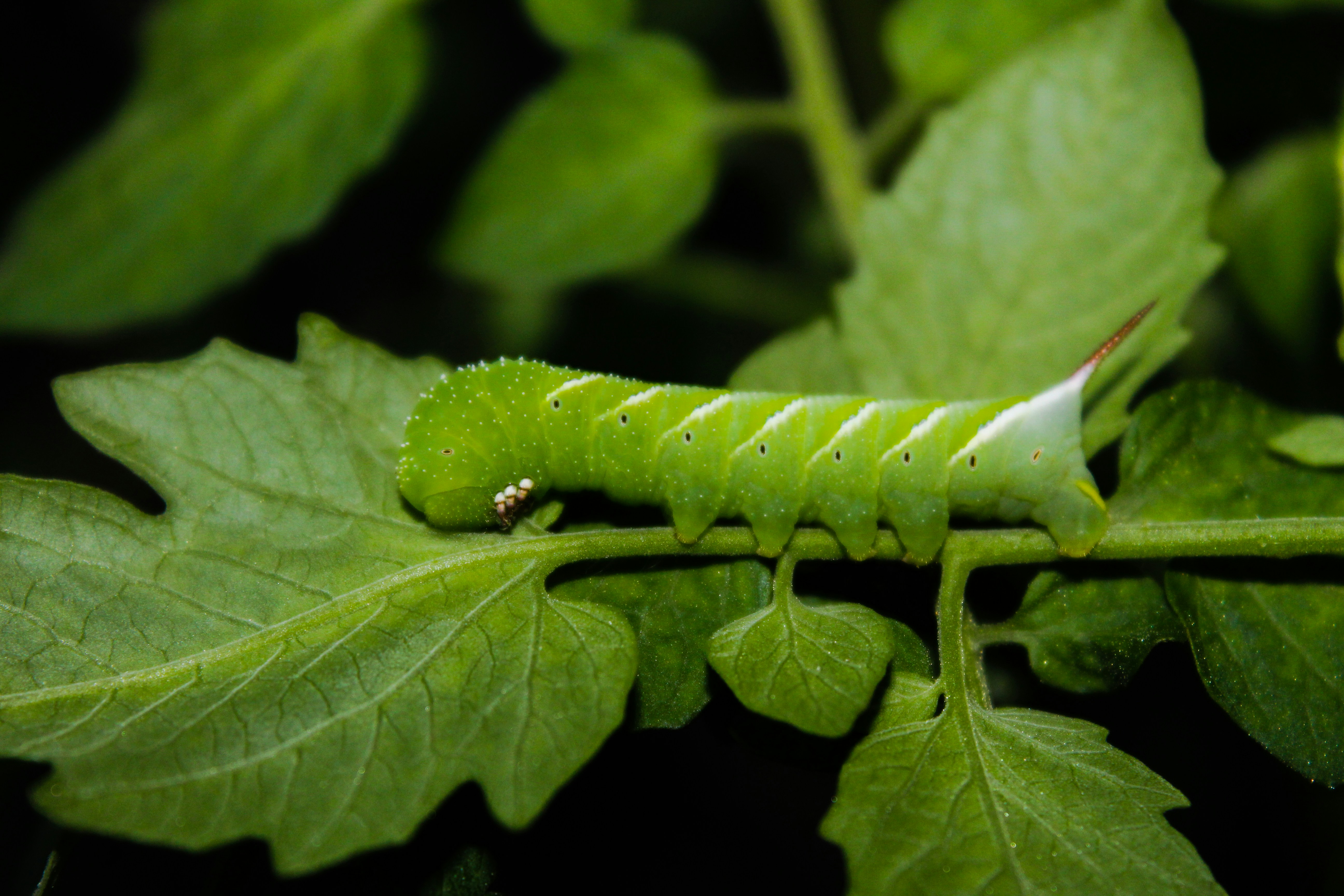 green caterpillar on green leaf