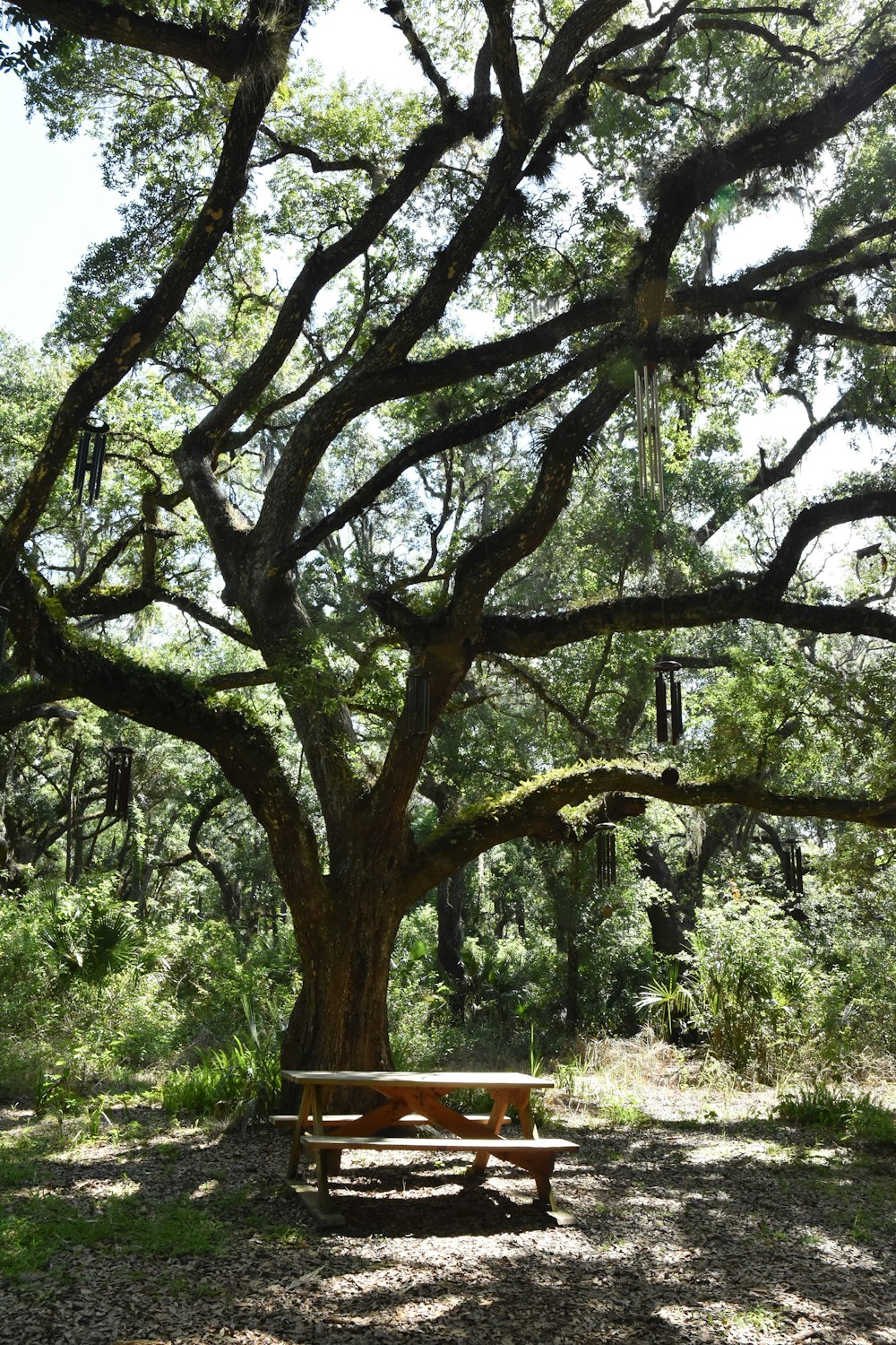 brown wooden bench under green trees during daytime