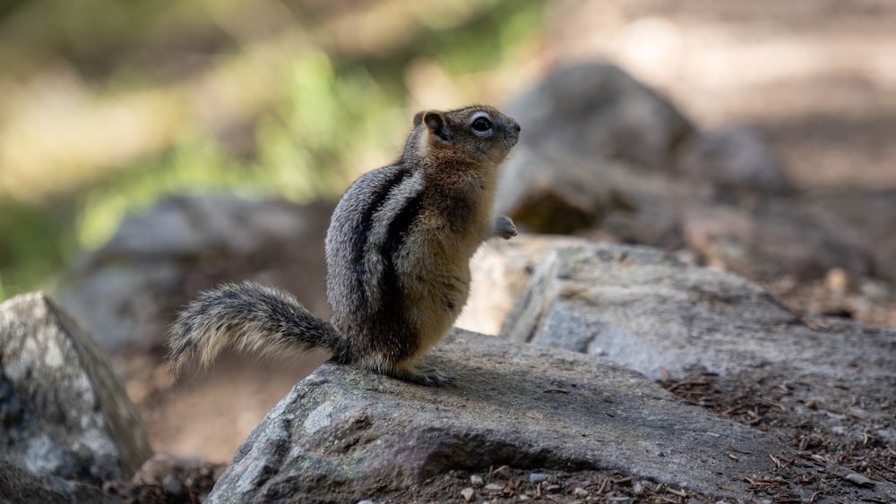 brown squirrel on gray rock during daytime