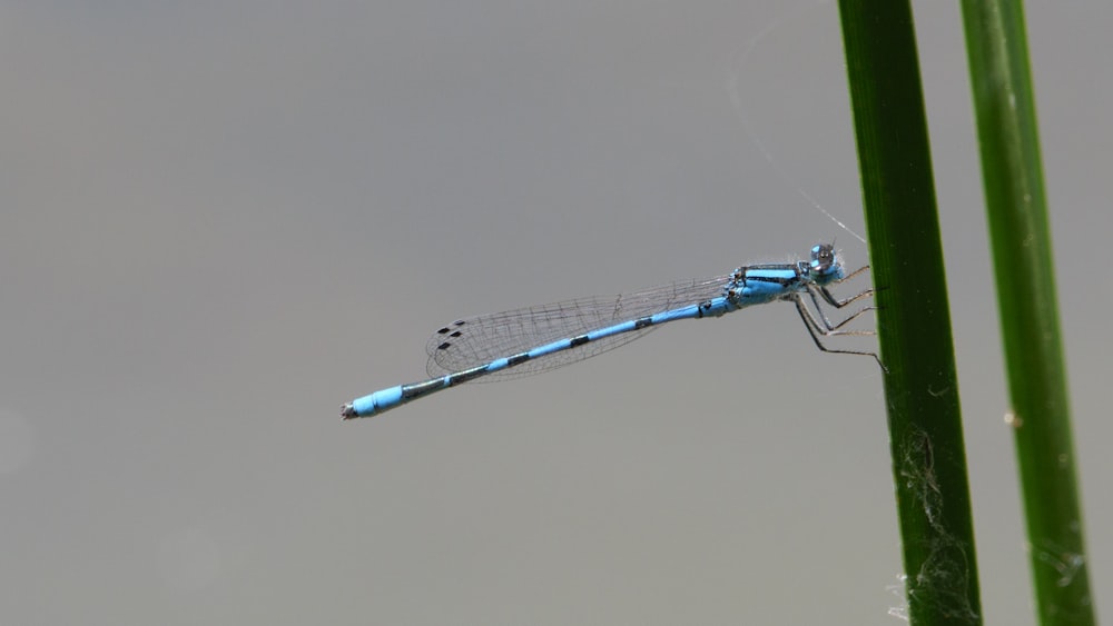 blue and black damselfly perched on white wall