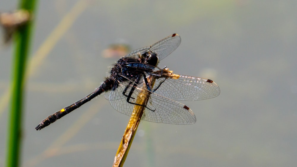 black and brown dragonfly perched on brown stick in close up photography during daytime