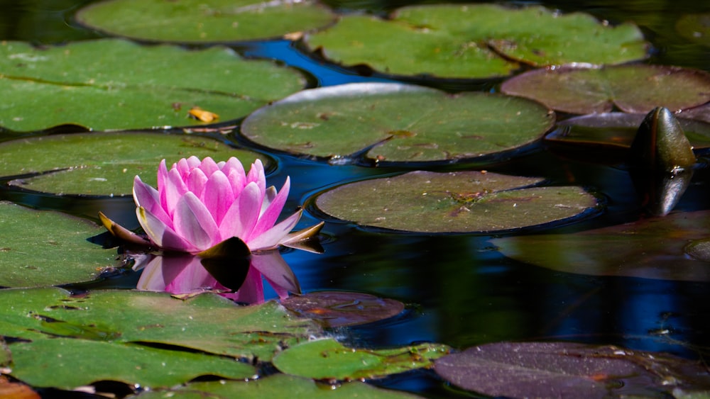 pink lotus flower on water