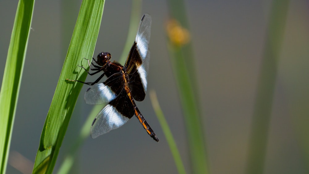 brown and white dragonfly perched on green plant stem in close up photography during daytime