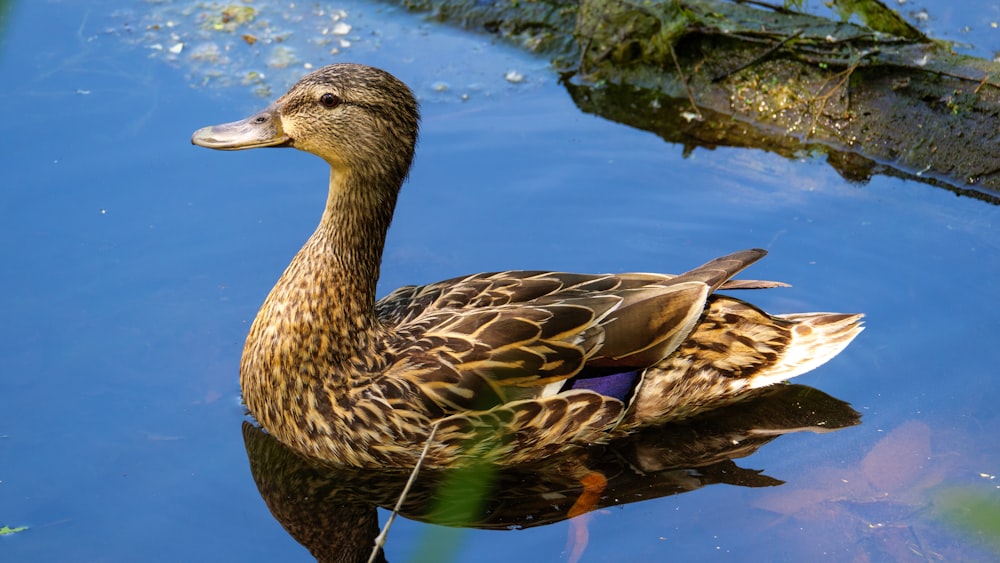 brown duck on water during daytime