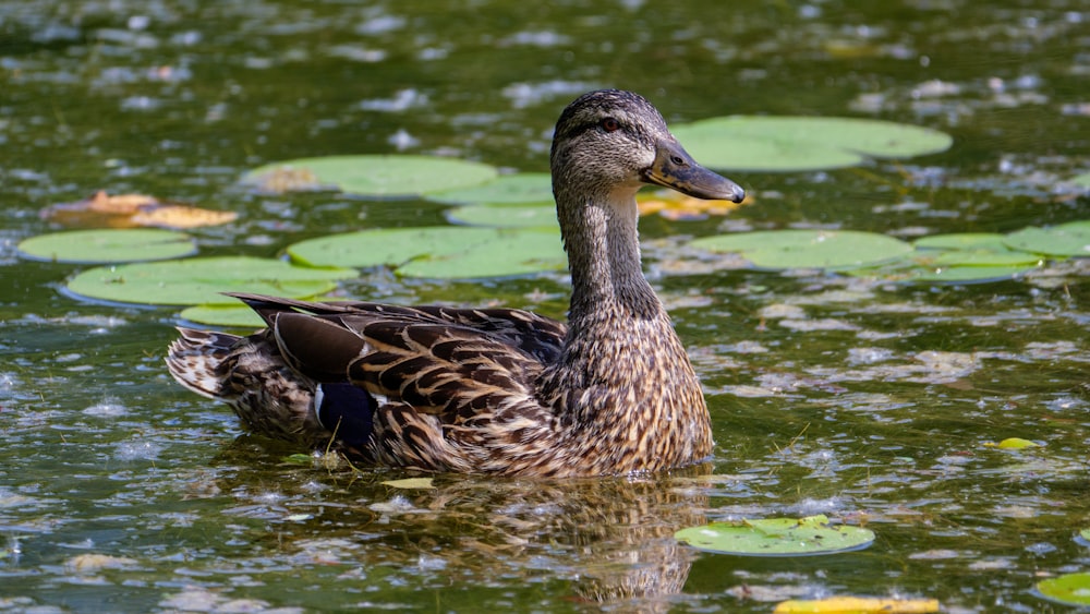 brown duck on water during daytime