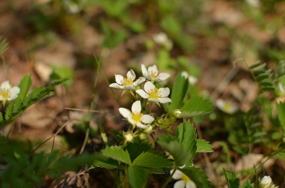 white flowers in tilt shift lens