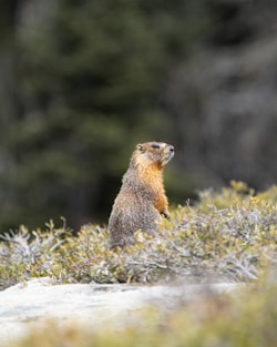 marmot valle varaita