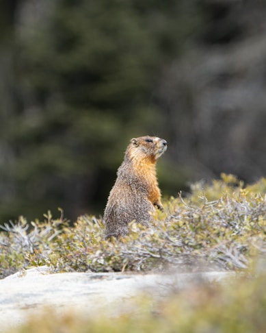 marmot valle varaita