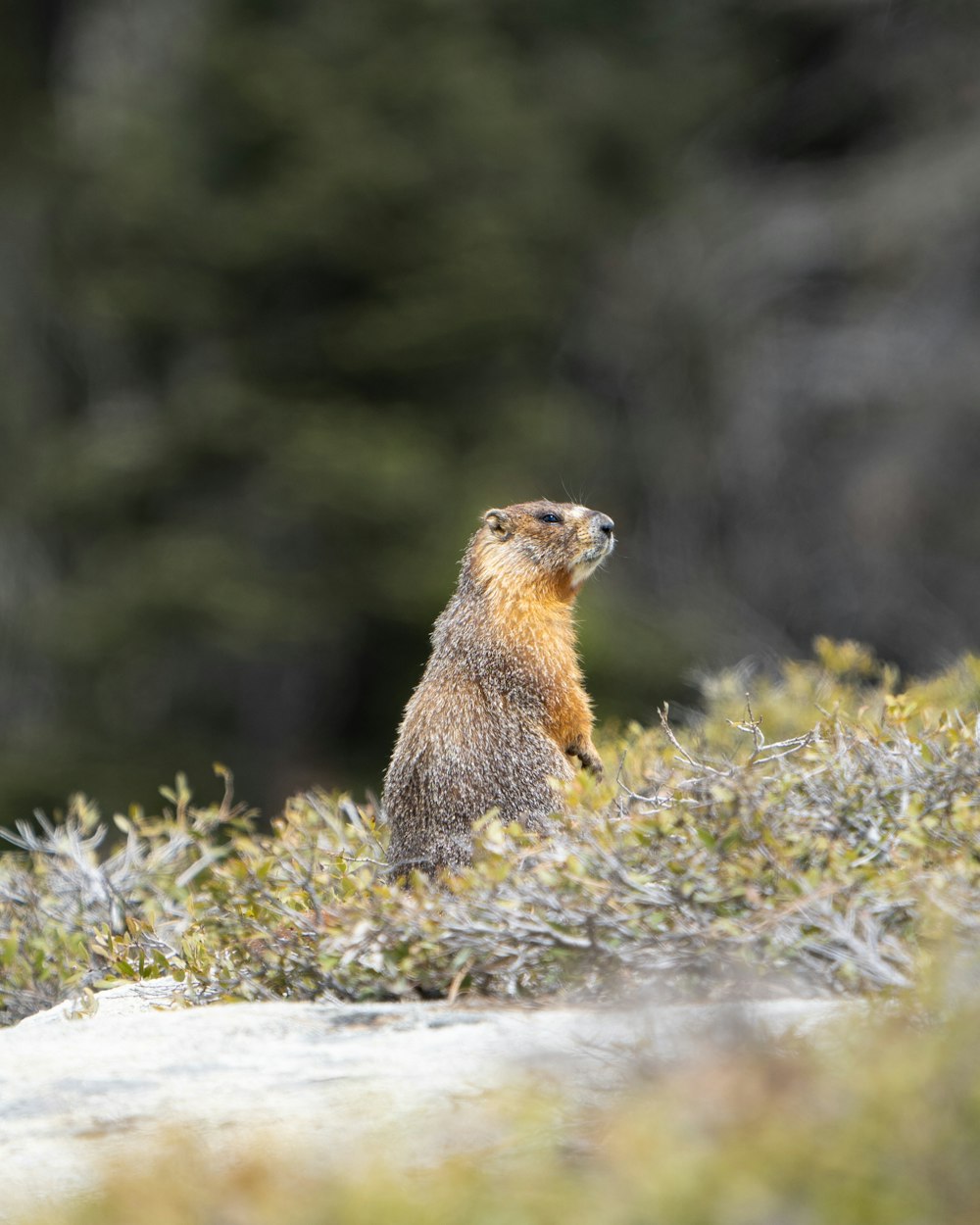 a small animal standing on its hind legs