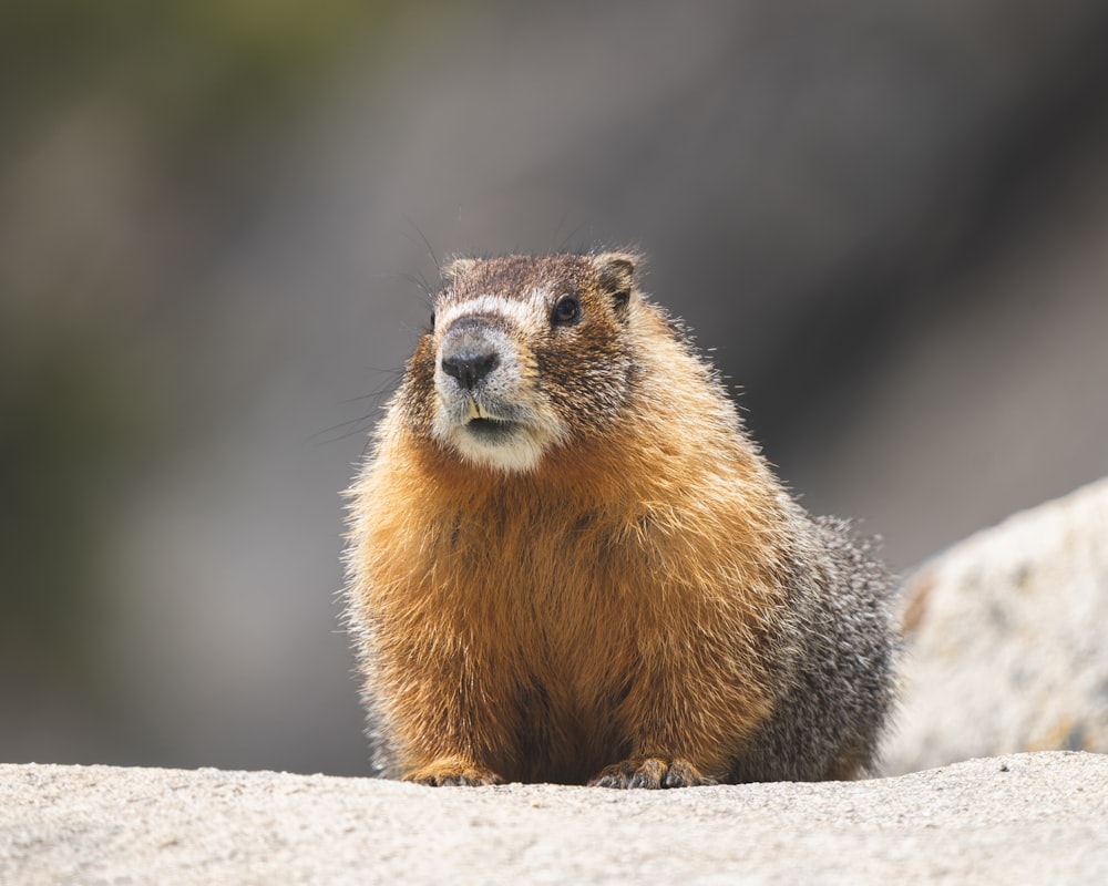 a small animal sitting on top of a rock