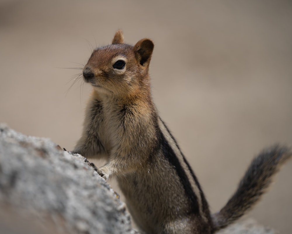 a small squirrel standing on top of a rock