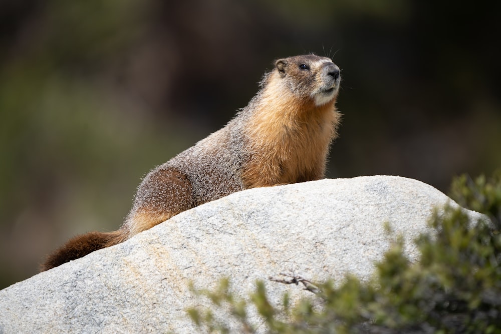 a small animal sitting on top of a large rock