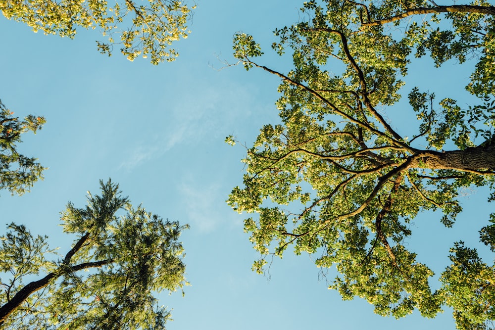 looking up at the tops of tall trees