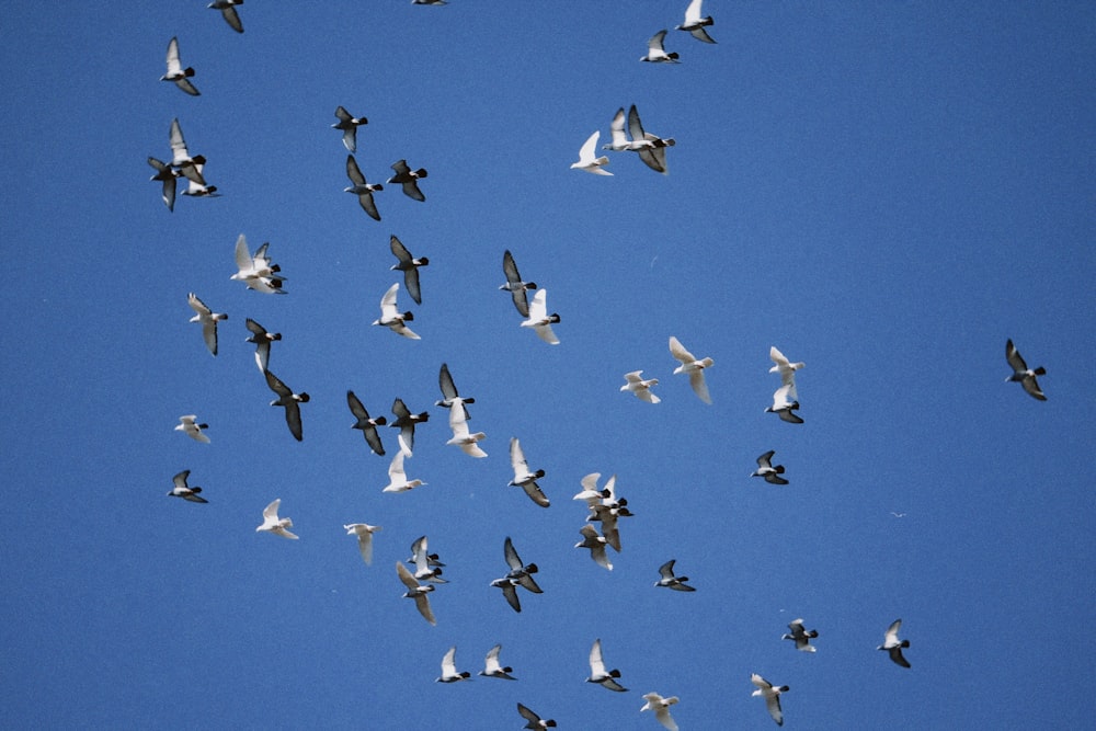 flock of birds flying under blue sky during daytime