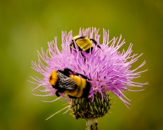 yellow and black bee on purple flower