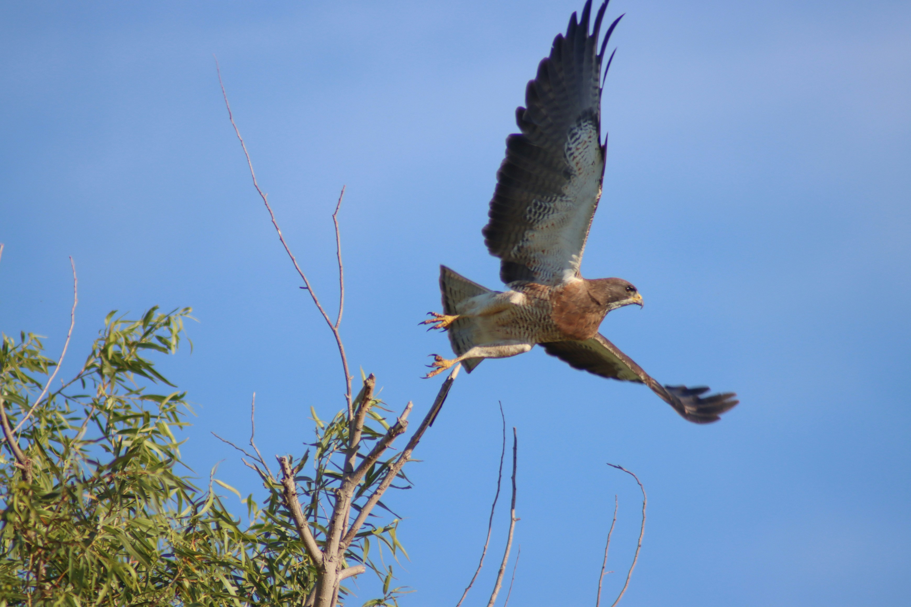 Brauner und weißer Vogel, der tagsüber über grünen Baum fliegt