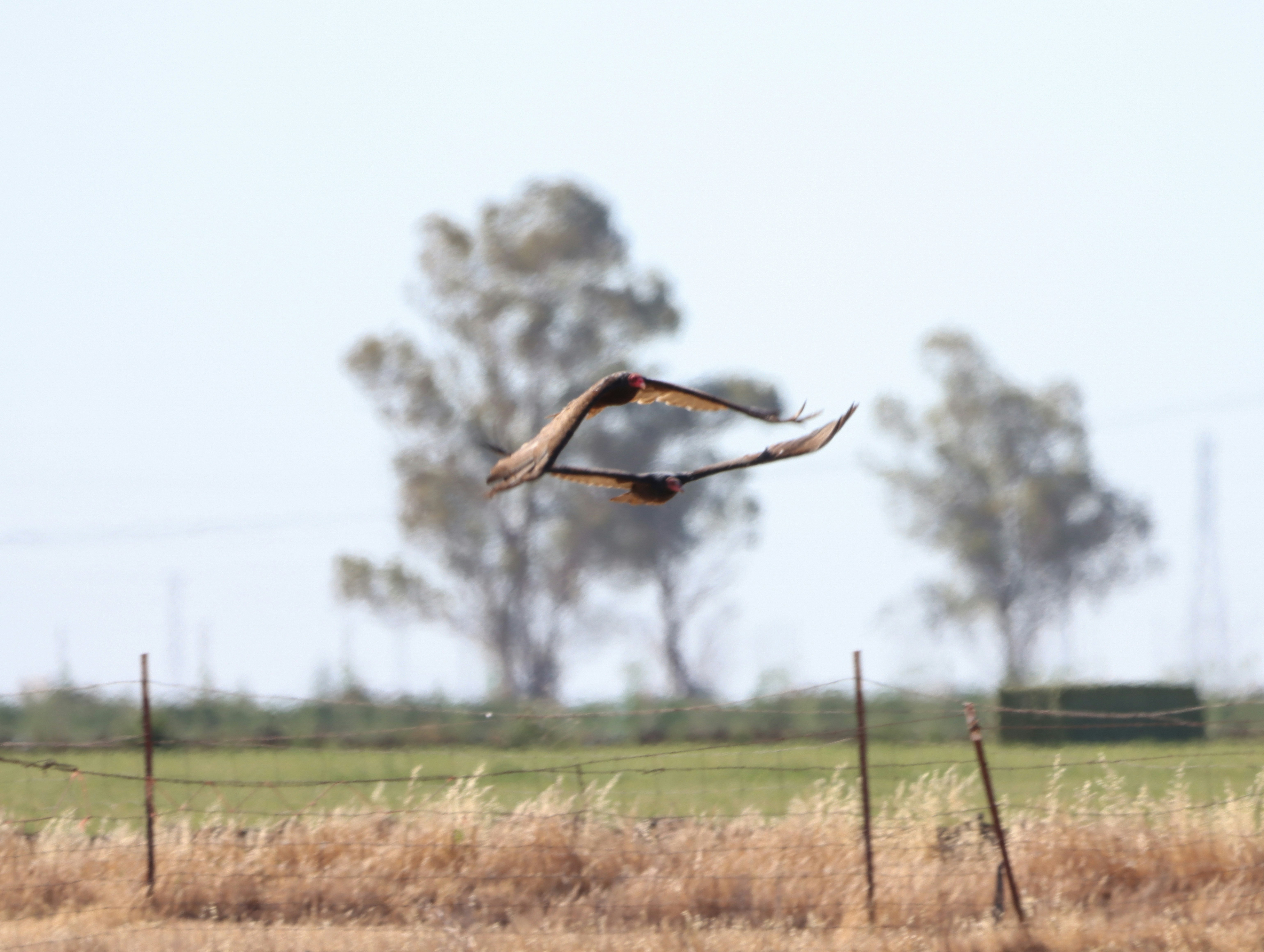 Photo by photosbytrish