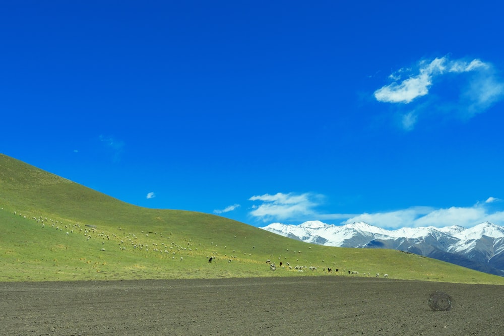 a large field with animals grazing in the distance