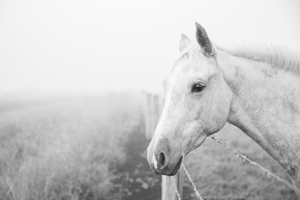 um cavalo branco de pé ao lado de uma cerca de madeira