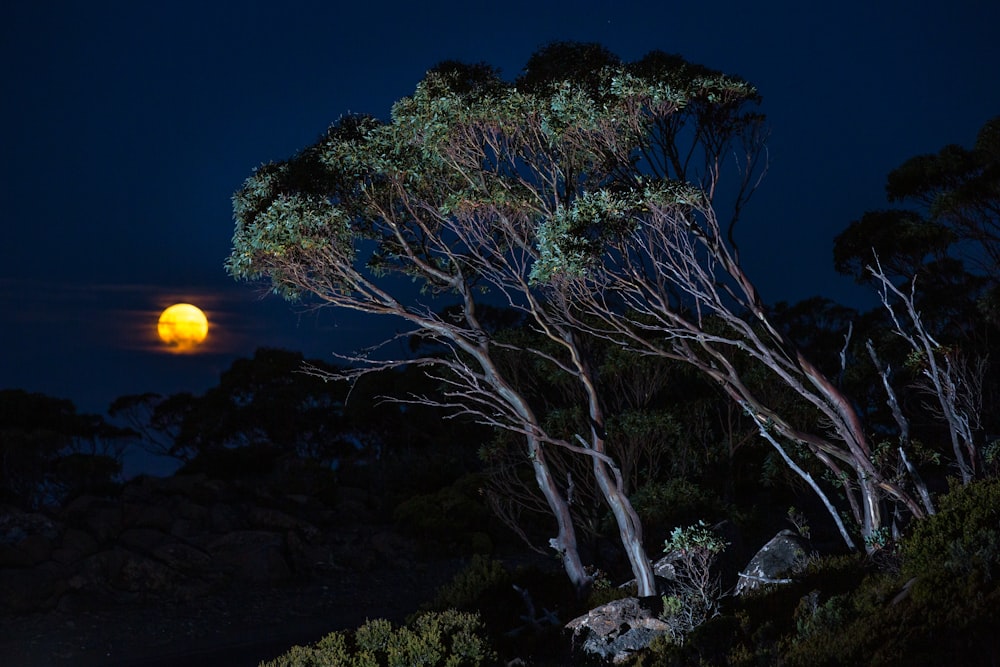 a full moon is seen behind some trees