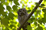 An owl with striking eyes is perched on a tree branch, surrounded by vibrant green leaves. The sunlight filters through the foliage, creating a dappled effect on the owl's feathers.