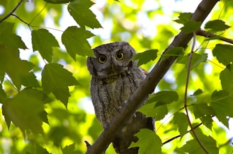 A vibrant close-up of a curious owl with bright eyes perched on a branch at dusk.
